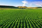 چرا توجه نمی‌کنید کشاورزی هم جزئی از مملکت است؟ 