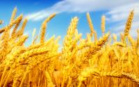 توقف ثبت سفارش واردات گندم