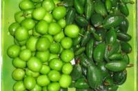 گوجه سبزهایی که نباید مصرف شوند 