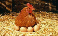 آنفلوآنزا به مرغ گوشتی هم رسید/ مرغ و تخم‌مرغ محلی نخورید